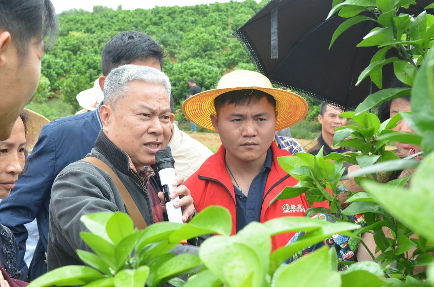 许立明老师介绍不同砧木的沃柑挂果情况种植技术专家欧乃榕讲解沃柑